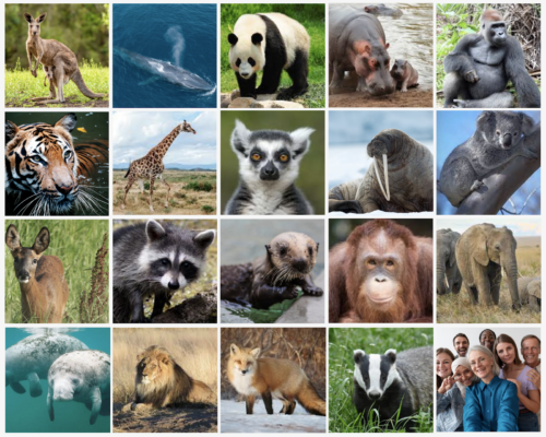 Mammals 2 Mammals 2