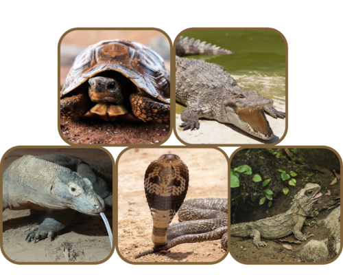 Reptile Reptile