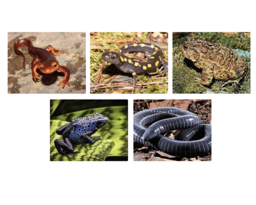 Amphibians Amphibians