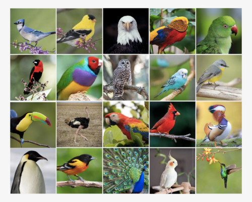 Birds Birds