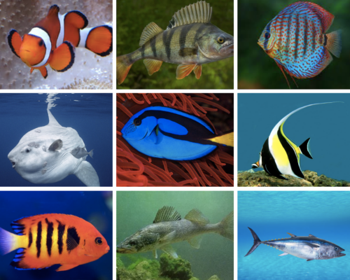Fish Fish